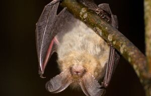 Все виды летучих мышей занесены в Красную книгу