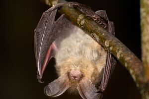 Все виды летучих мышей занесены в Красную книгу