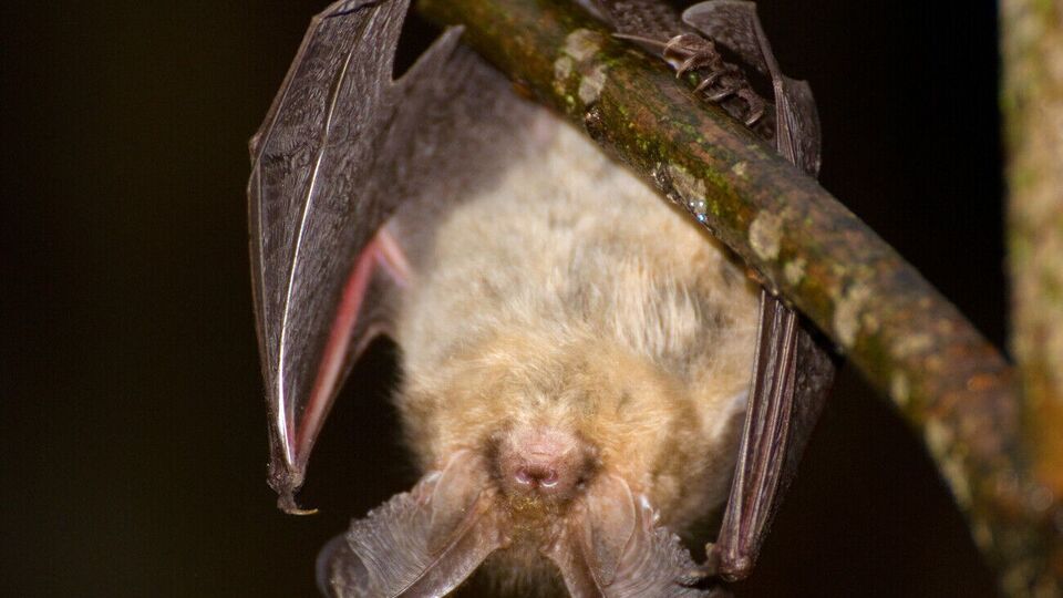 Усі види кажанів занесено до Червоної книги