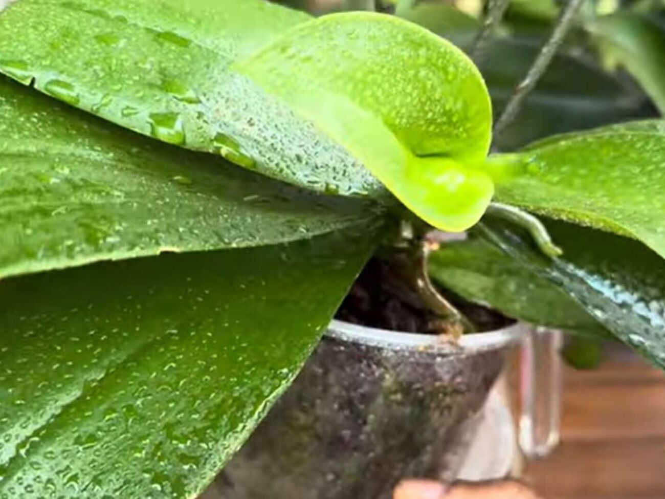 Эксперты рекомендуют использовать органическое удобрение в том числе и для протирания листьев