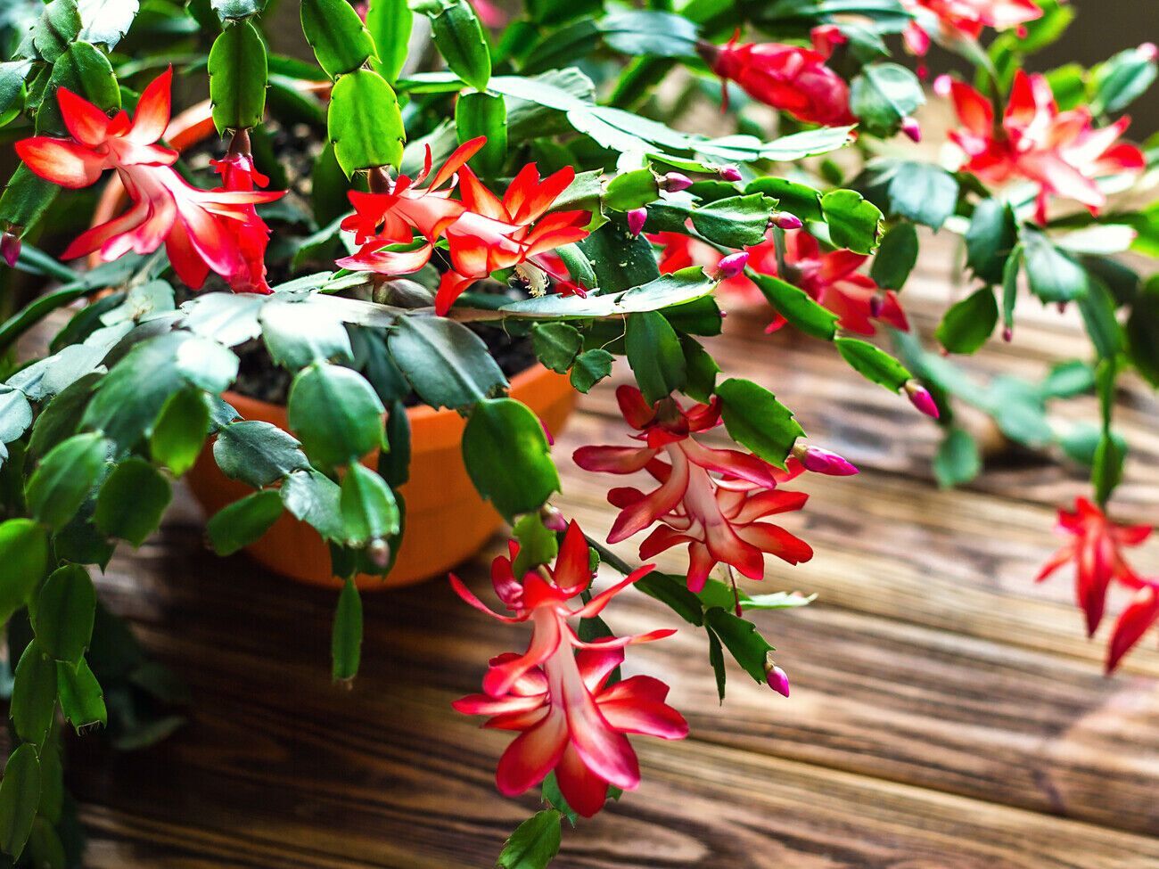 Після завершення цвітіння різдвяник дуже виснажений і потребує відпочинку