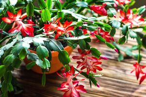 Після завершення цвітіння різдвяник дуже виснажений і потребує відпочинку