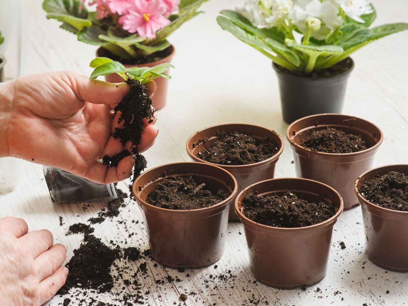 Фиалка должна хорошо укорениться после пересадки