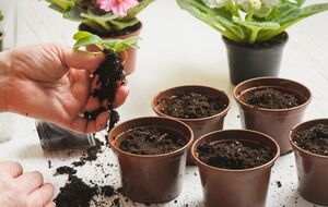 Фіалка має добре укоренитися після пересаджування