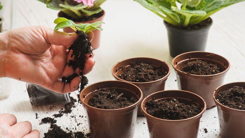 Фиалка должна хорошо укорениться после пересадки