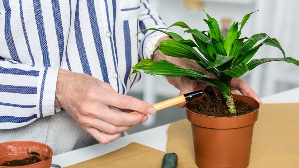 Чеснок можно прикапывать прямо в почву