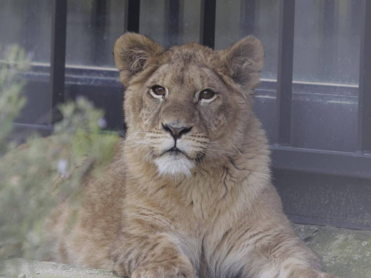 Осколки ракеты упали в 300 м от вольера Юны