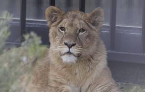 Осколки ракеты упали в 300 м от вольера Юны