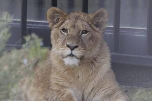 Осколки ракеты упали в 300 м от вольера Юны