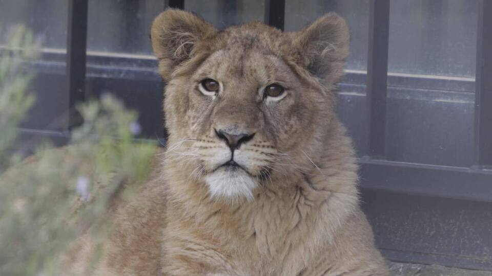 Осколки ракеты упали в 300 м от вольера Юны