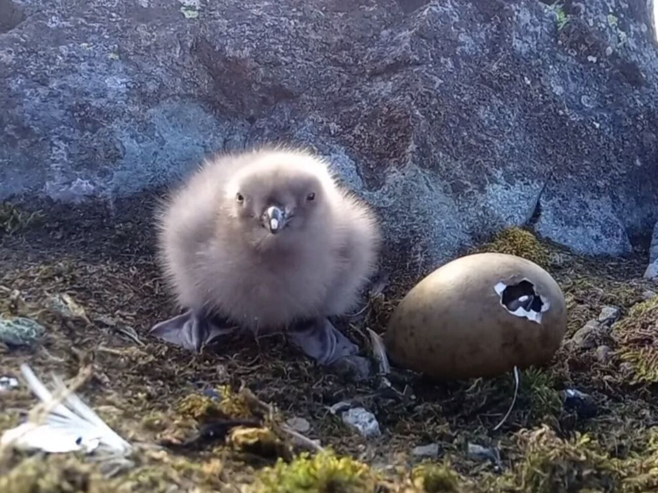 В центре отметили, что поморники есть и возле украинской станции