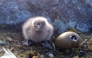 В центре отметили, что поморники есть и возле украинской станции