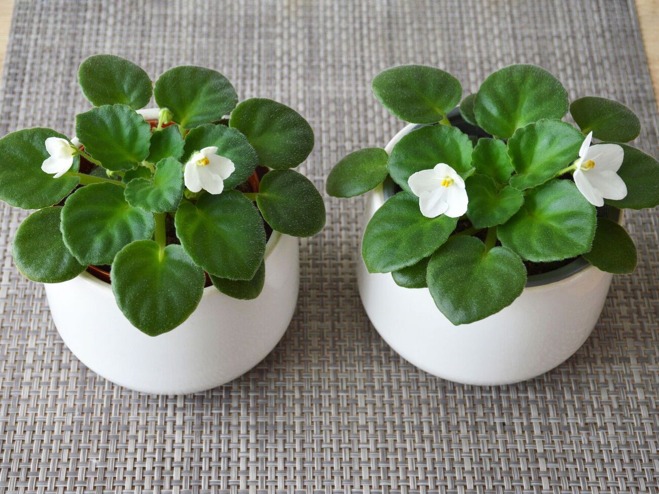 От того, как прорастают отростки фиалок, будет зависеть качество цветка