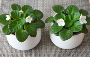 Від того як проростають відростки фіалок, залежатиме якість квітки