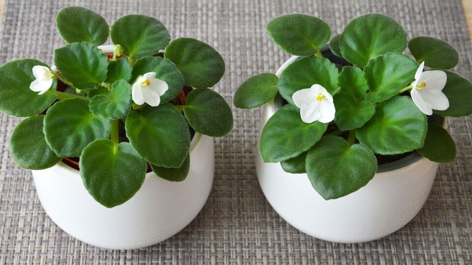 От того, как прорастают отростки фиалок, будет зависеть качество цветка