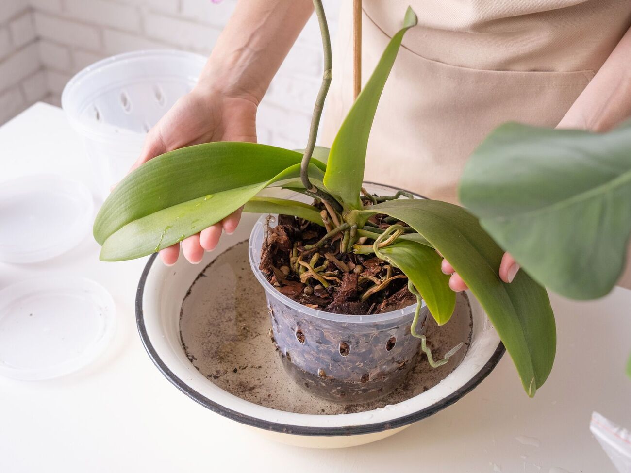 Здоровая корневая система способствует активному поглощению питательных веществ