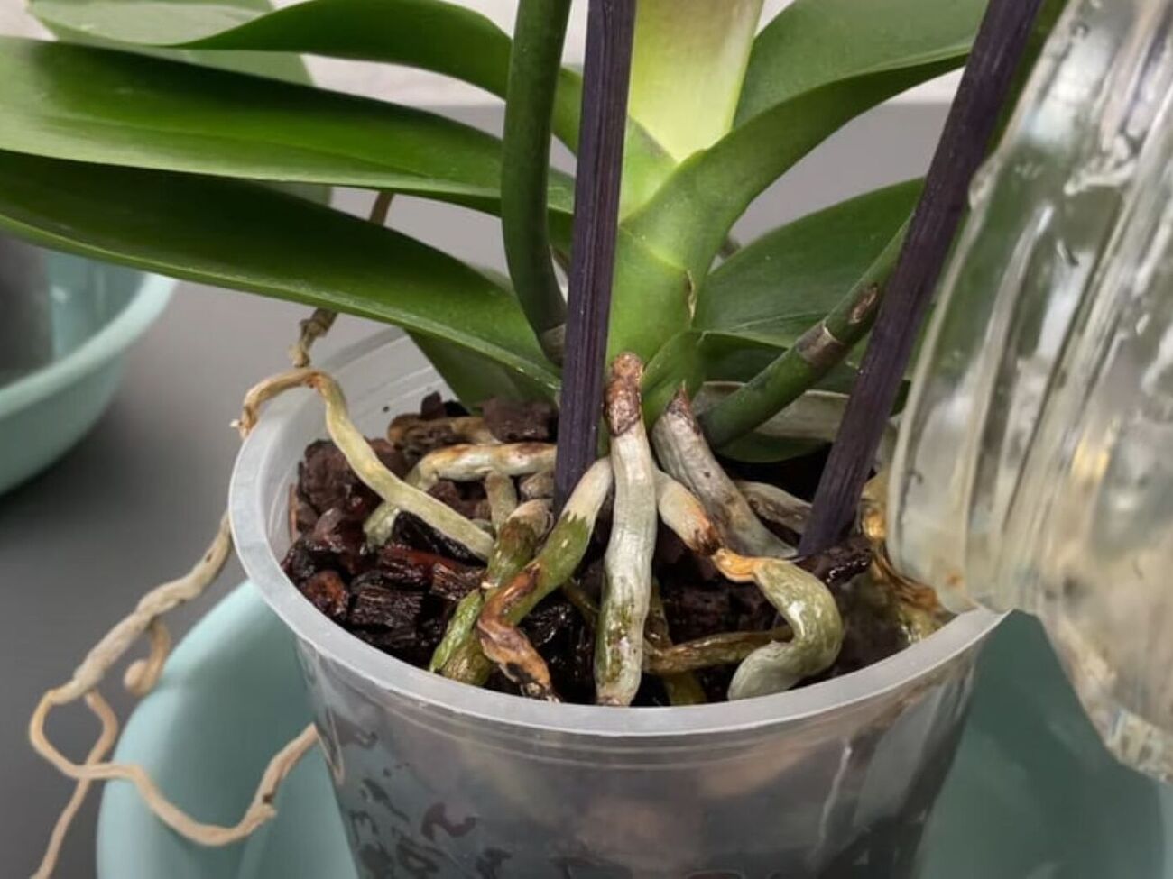 Старайтесь не поливать центральную часть орхидеи