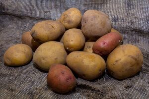 Протравливание – это предпосадочная обработка картофеля