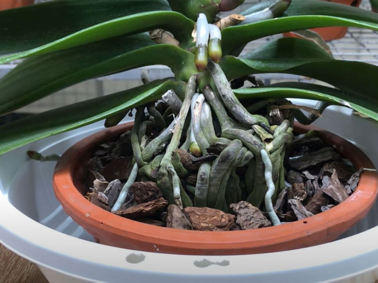 В яичной скорлупе содержится большое количество природного кальция, который очень полезен для орхидей