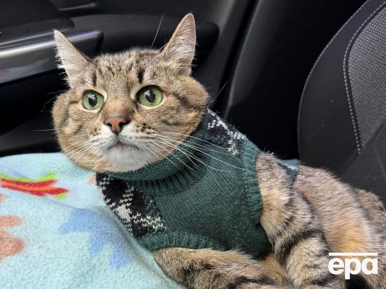 Кот Степан: Спасибо всем, кто волновался за меня, все будет хорошо