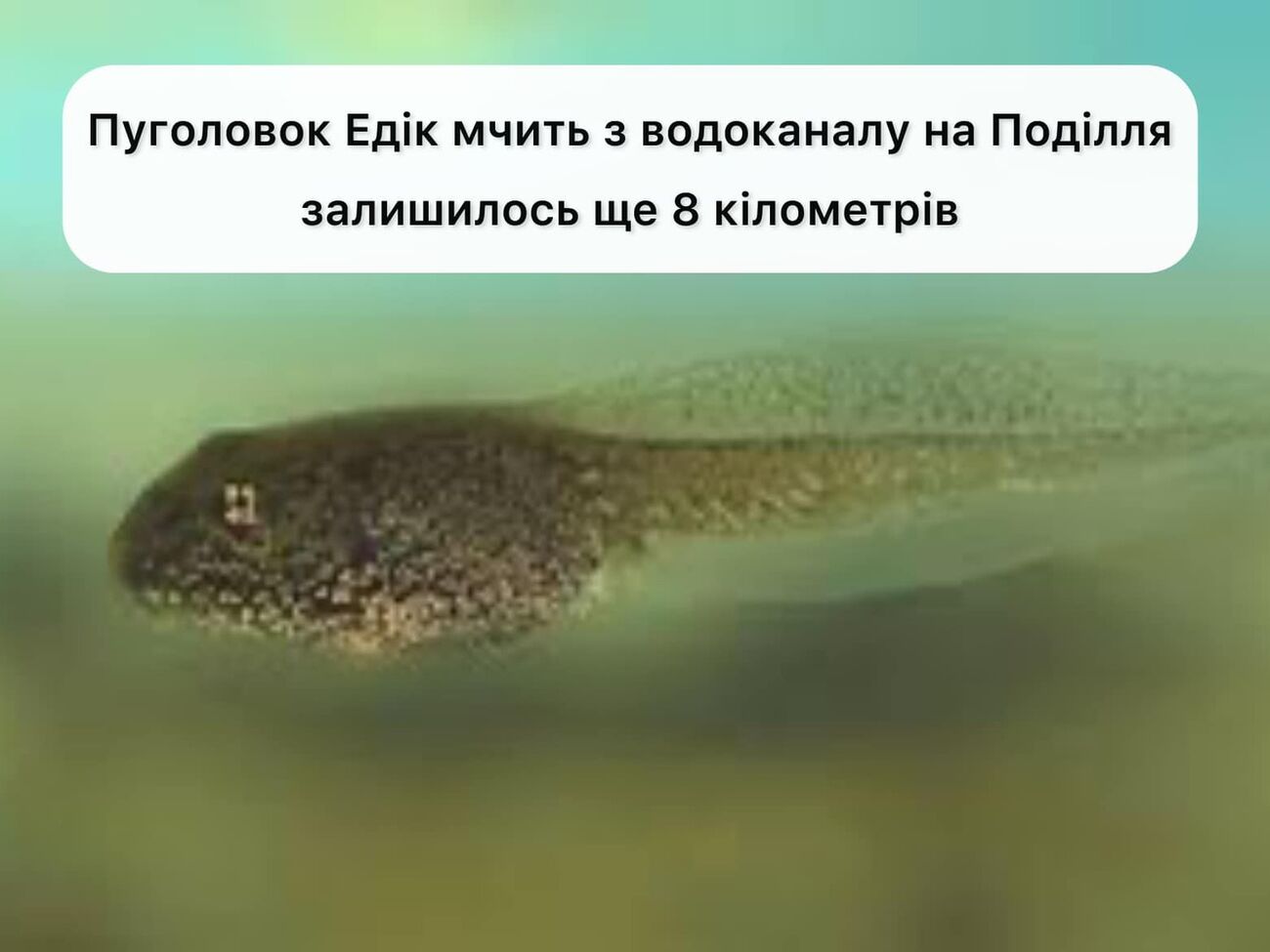 Шуточные поиски Эдика завирусились 25 января с поста Винницкого водоканала