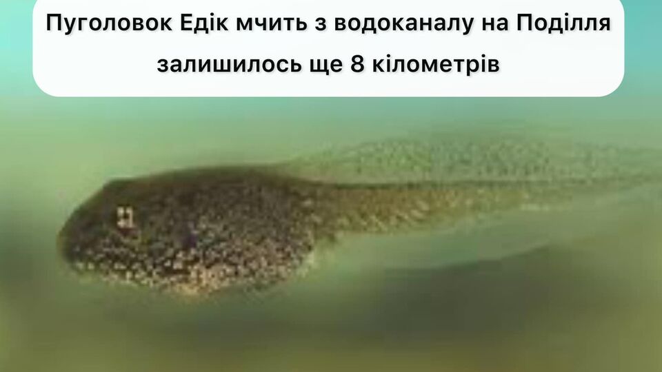 Жартівливі пошуки Едіка завірусилися 25 січня з допису Вінницького водоканалу