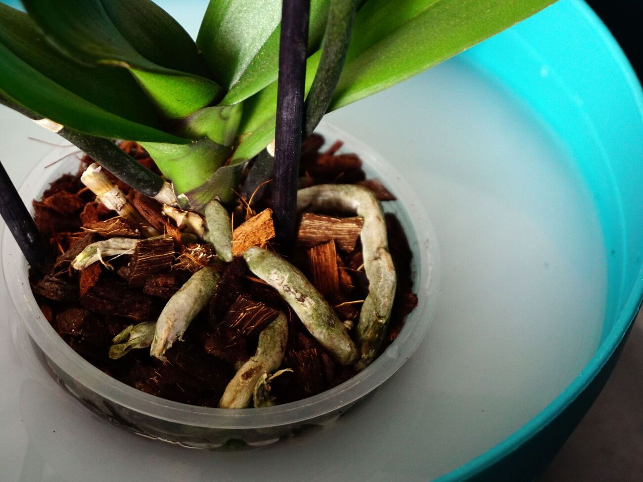 Корни одного цветка могут выглядеть по-разному