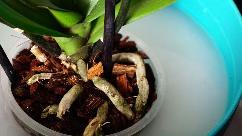 Корни одного цветка могут выглядеть по-разному