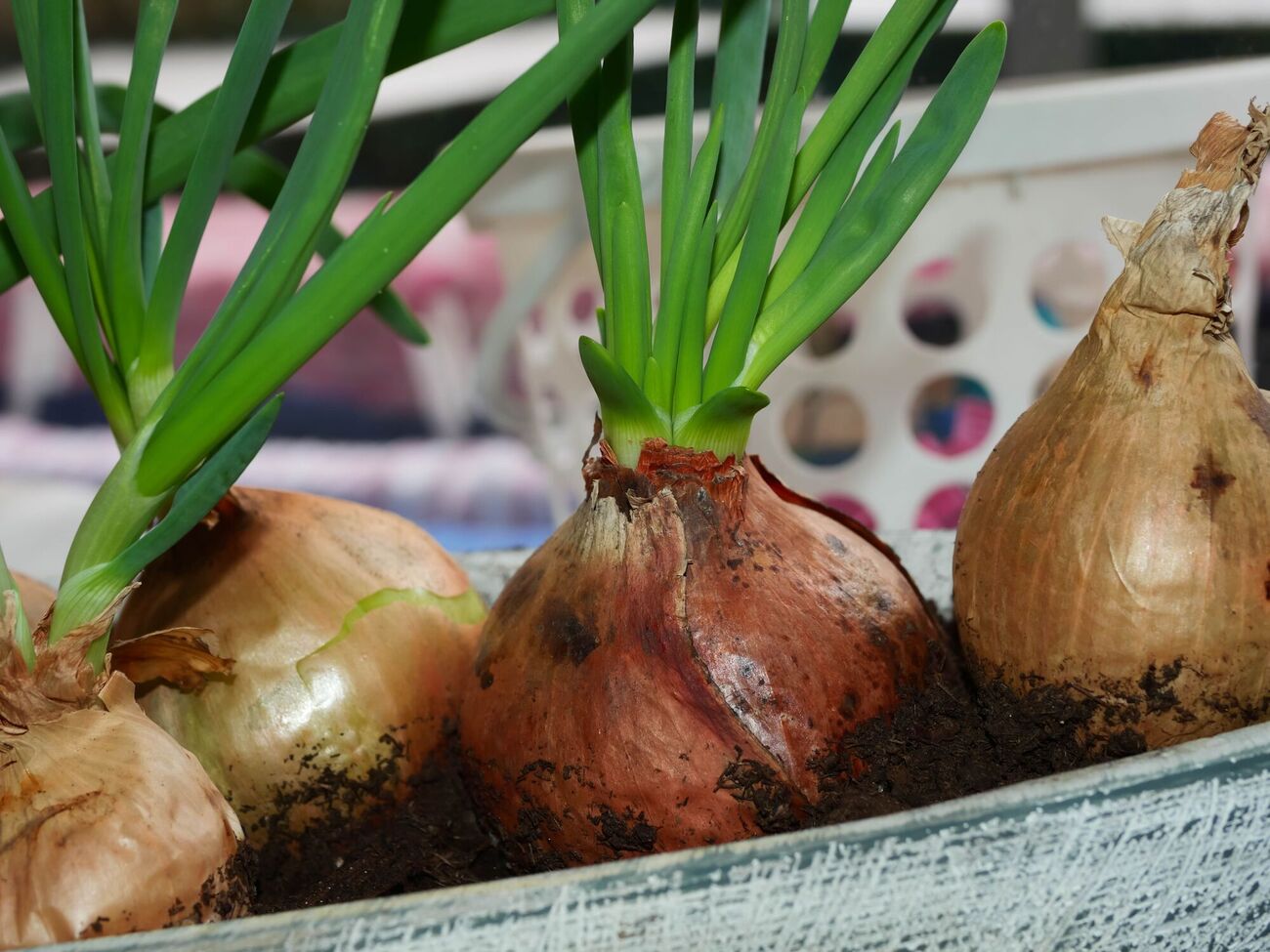 Поливайте лук по мере необходимости, избегая переувлажнения, иначе образуется плесень