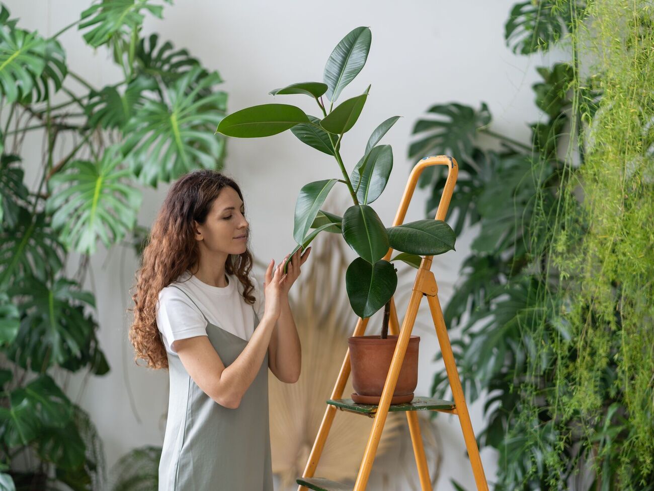 Через сутки после пересадки полейте фикус водой с антистрессовыми препаратами