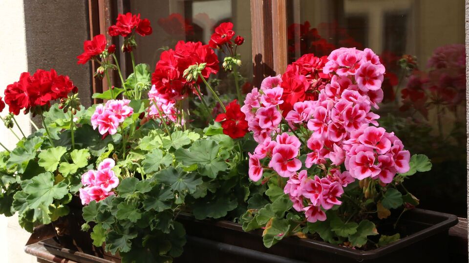 Герань зацветет, если будет вовремя получать подкормку