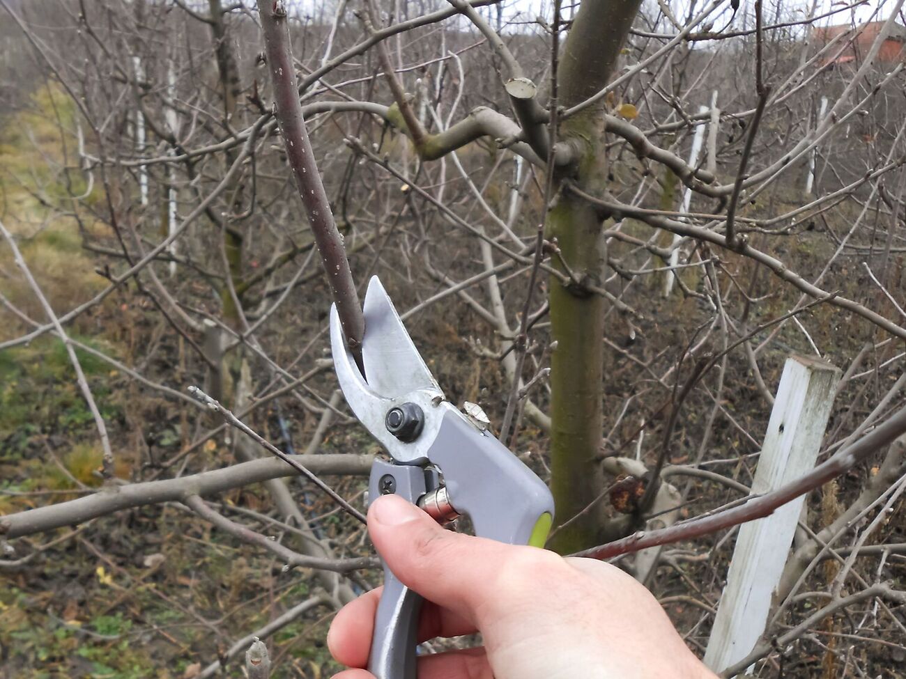 Обрізання молодих дерев важливо встигнути зробити до початку сокоруху