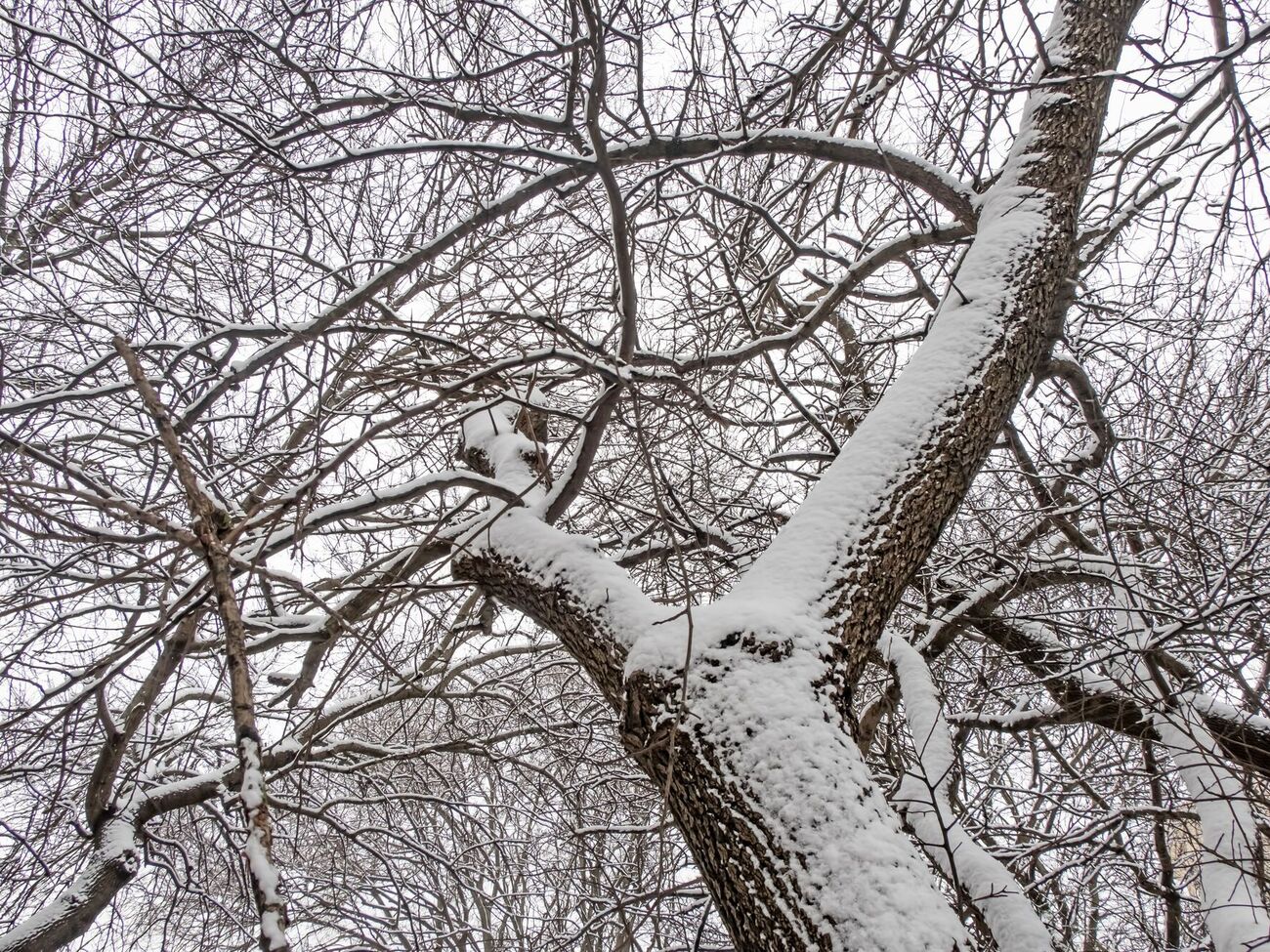 Чтобы плодовые деревья зимой не сломались, необходимо периодически стряхивать снег с кроны
