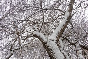 Чтобы плодовые деревья зимой не сломались, необходимо периодически стряхивать снег с кроны