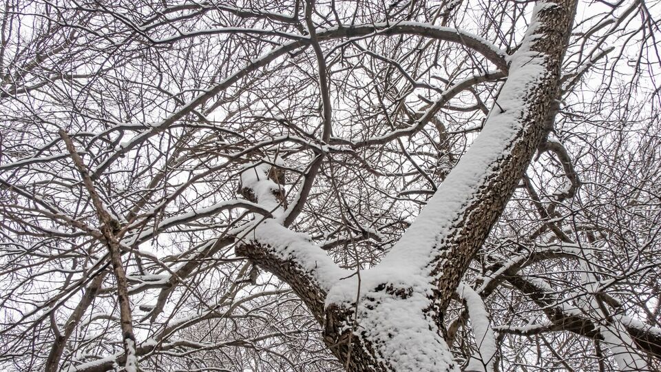 Чтобы плодовые деревья зимой не сломались, необходимо периодически стряхивать снег с кроны