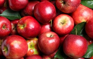 Количество плодов зависит от ухода за яблоневым садом