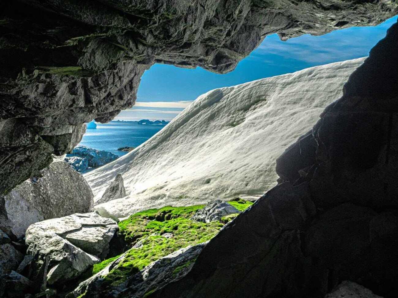 В Антрактиде разрастаются растения