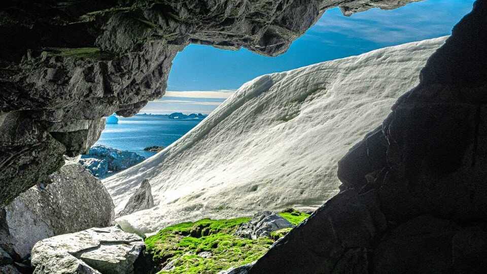 В Антрактиде разрастаются растения