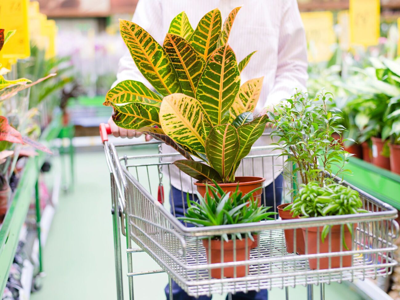 Сок кротона имеет молочный окрас, поэтому сразу заметен при повреждении листьев или ствола растения