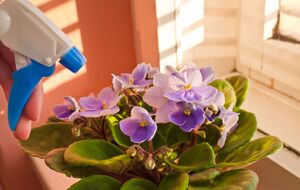 Фіалки можна обприскувати лише теплою водою