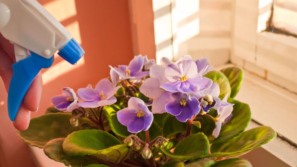Фиалки можно опрыскивать только теплой водой