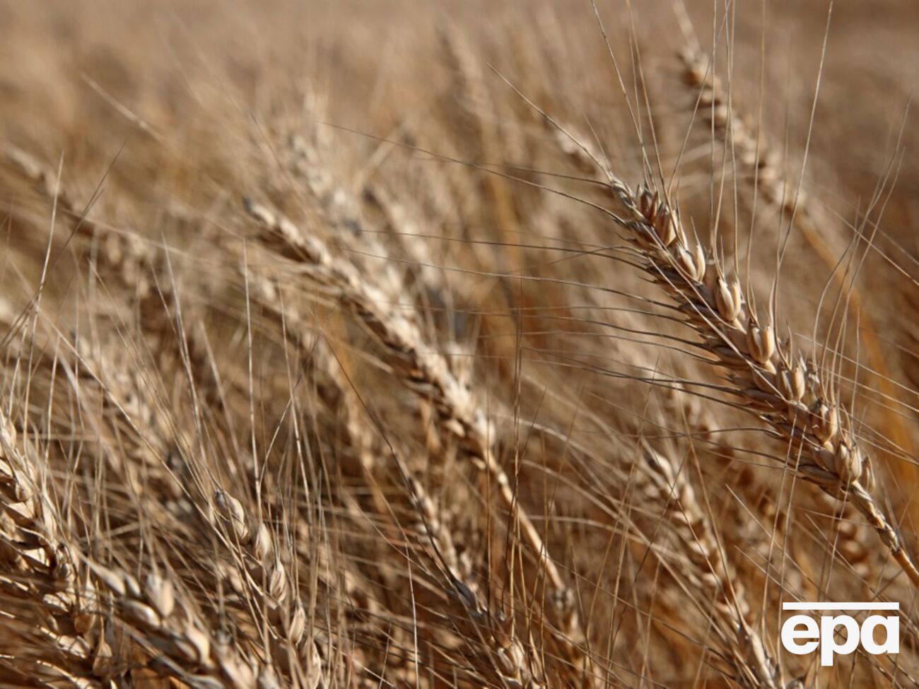 У Польщі не хочуть скасовувати заборону на ввезення української агропродукції