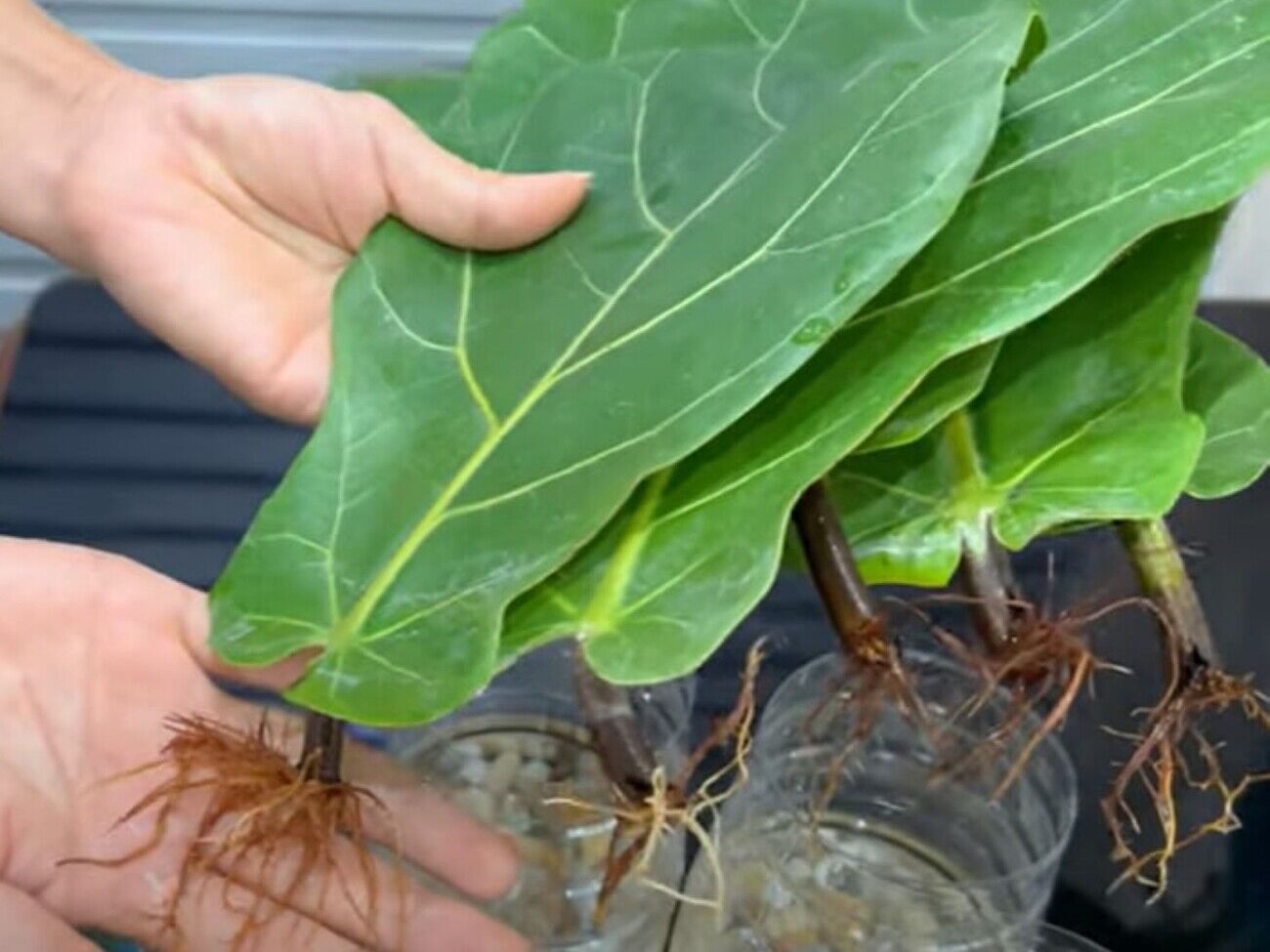 После того как листья отрастят крепкую корневую систему, их можно пересаживать в грунт