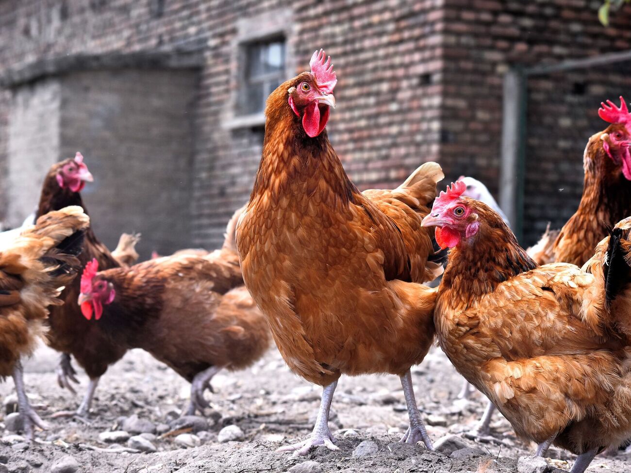 Щоб кури несли яйця, їхній раціон має бути збалансованим