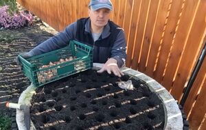 Садовник показал необычный вариант клумбы из бетонного кольца