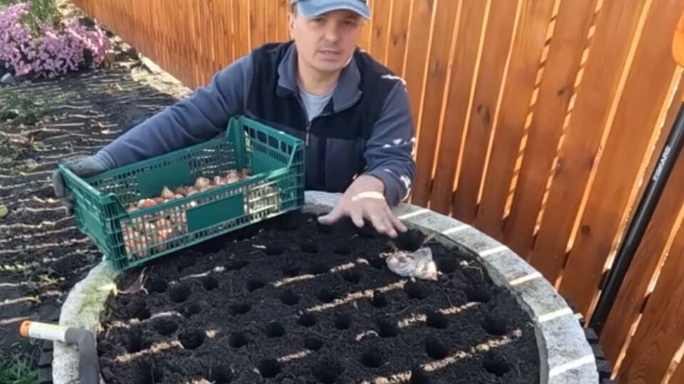 Садовник показал необычный вариант клумбы из бетонного кольца