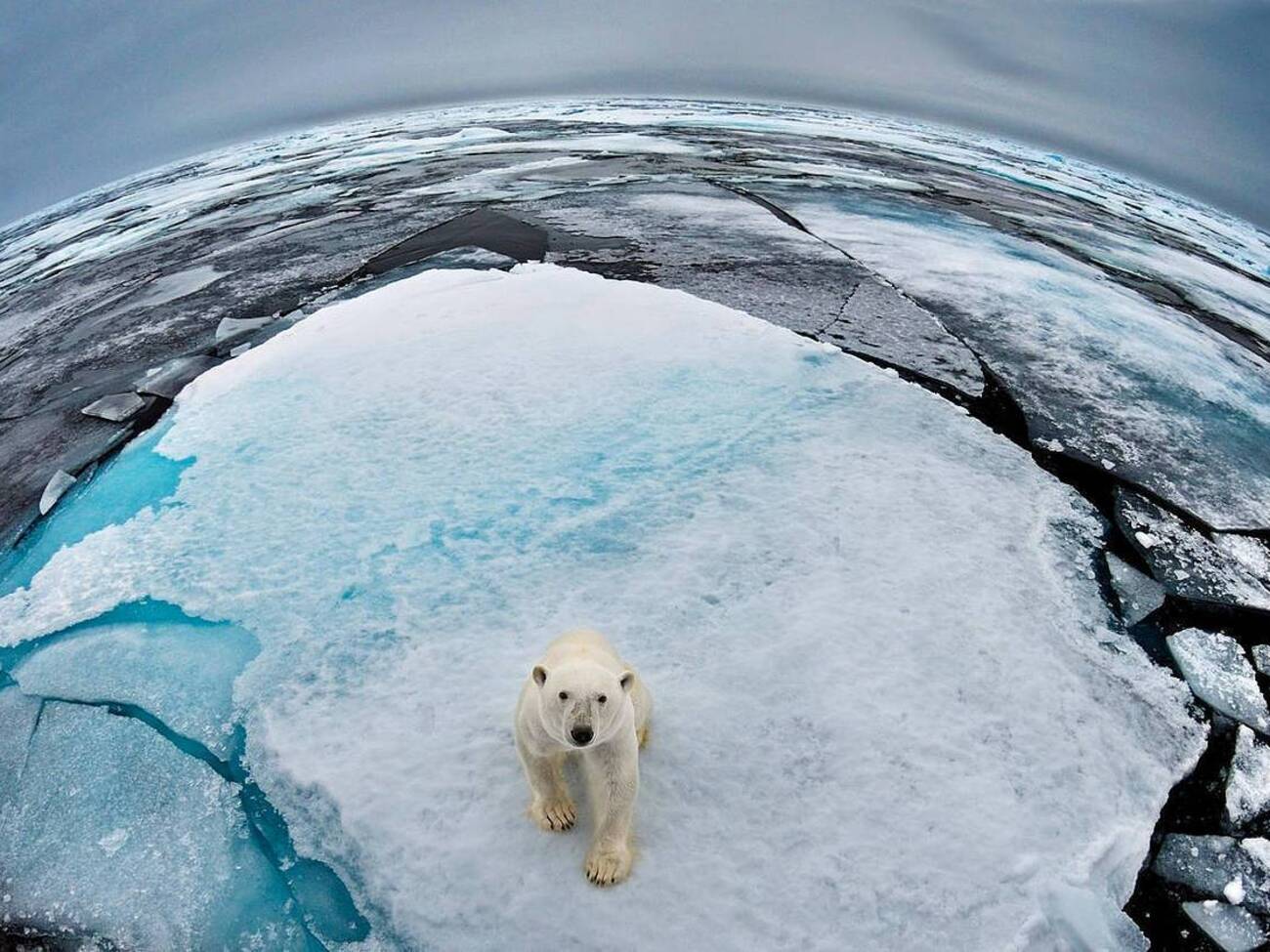 Всемирный фонд дикой природы назвал ситуацию с сокращением популяций катастрофической