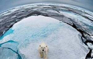 Всемирный фонд дикой природы назвал ситуацию с сокращением популяций катастрофической