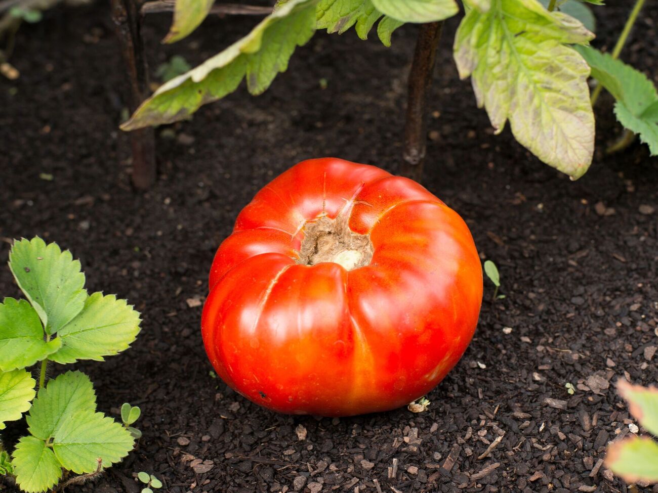 Оказывается, можно сажать помидоры в зиму без рассады
