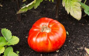 Оказывается, можно сажать помидоры в зиму без рассады